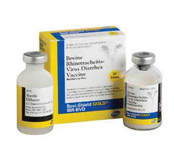 BOVI-SHIELD GOLD® IBR BVD 10 DOSES