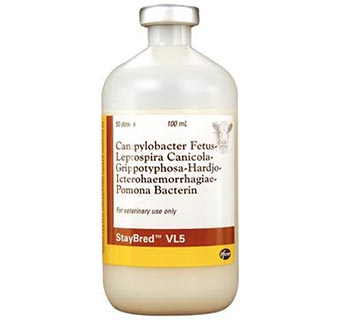 STAYBRED® VL5 50 DOSES