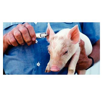 ALUMINUM EAR NOTCHER LARGE V SHAPE 1/PKG