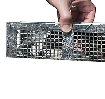 HAVAHART® X-SMALL 2-DOOR TRAP 0.96 LB