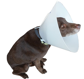 CASEY E® CLASSIC COLLARS 7.5 CM OPAQUE 1/PKG