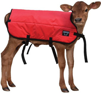 DOUBLE INSULATION CALF BLANKET RED S 26 IN