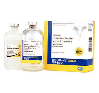 BOVI-SHIELD GOLD® IBR BVD 50 DOSES