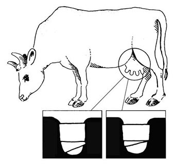 TEAT BANDAGE 1/PKG