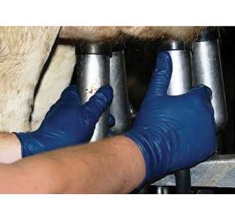 718 MILKER HELPERS GLOVES NITRILE LOW POWDER L 100/PKG