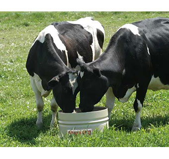 MINLIC® (NRP) - 250LBS - EACH