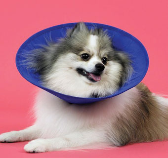 EZ SOFT™ COLLAR EXTRA SMALL 3.5 IN - 10 IN BLUE 1/PKG