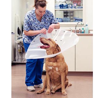 SAF-T-SHIELD™ COLLARS 10 IN - 13-1/2 IN