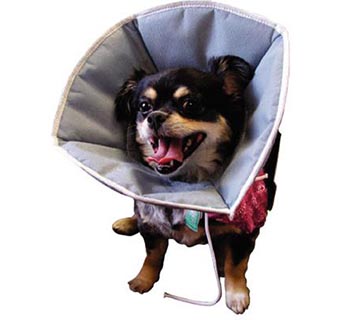 FLEXY COLLAR MEDIUM 6-1/2 IN 5/PKG