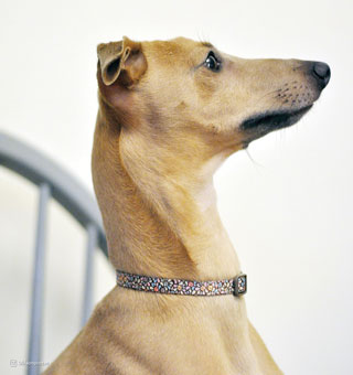STYLES 06921 ADJ DOG COLLAR NYLON L 18 - 26 IN X 1 IN RESOLVE
