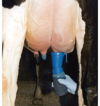 EXPRESS® 1 TEAT DIP 55 GAL DRUM