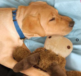 KONG® COZIE® MARVIN MOOSE DOG TOY MED 9 IN W X 11-1/2 IN H X 5 IN D