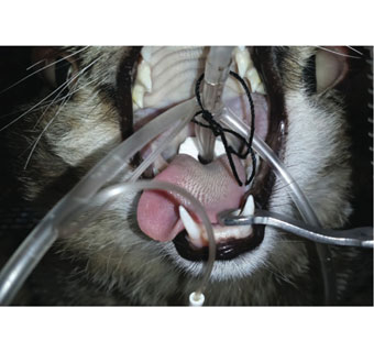 ASPIR-GUARD L 50 MM DIA X 30 MM THK POLYVINYL ALCOHOL 3/PKG