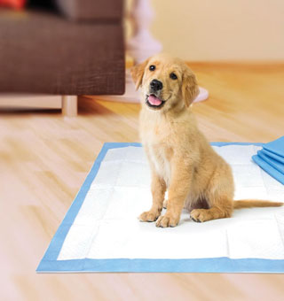 WEE-WEE® DOG PEE PAD XL 40/PKG