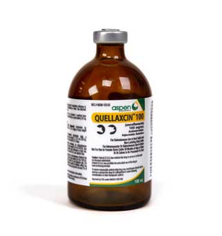 QUELLAXCIN™ 100 (ENROFLOXACIN) ANTIMICROBIAL INJECTABLE SOLUTION 100 ML (RX)