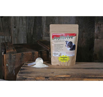 PROTHRIVE DAILY DIGESTIVE AID DOG SUPPLEMENT LACTIC ACID 12 OZ
