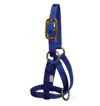 GHN NYLON NANNY GOAT HALTER BLUE