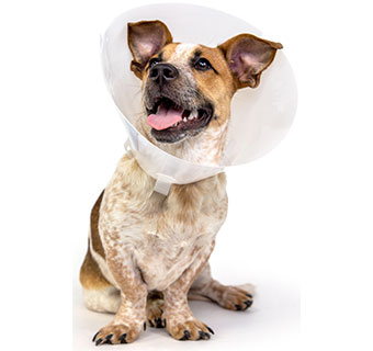 PIVETAL® BAXTER ELIZABETHAN COLLAR 7.5 CM 1/PKG