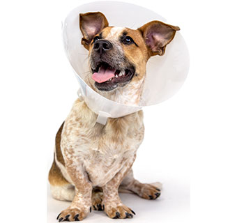 PIVETAL® BAXTER ELIZABETHAN COLLAR 10 CM 1/PKG