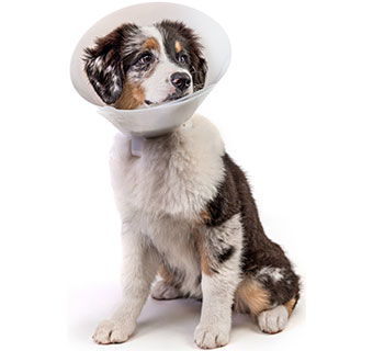 PIVETAL® BAXTER ELIZABETHAN COLLAR 12 CM 1/PKG