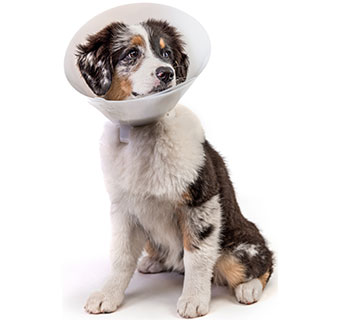 PIVETAL® BAXTER ELIZABETHAN COLLAR 15 CM 1/PKG