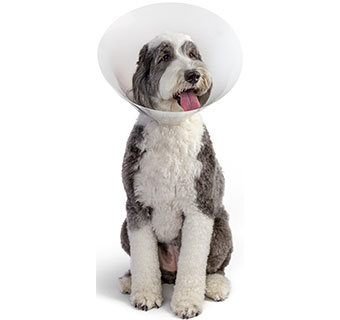 PIVETAL® BAXTER ELIZABETHAN COLLAR 25 CM 1/PKG