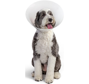 PIVETAL® BAXTER ELIZABETHAN COLLAR 30 CM 1/PKG