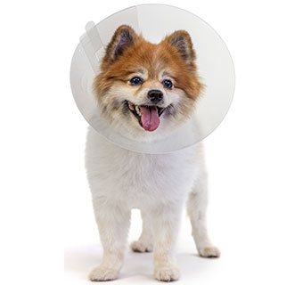 PIVETAL® BAXTER CLEAR ELIZABETHAN COLLARS 7.5 CM 1/PKG