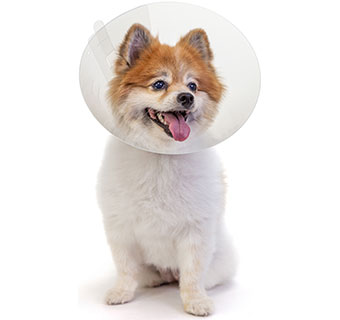 PIVETAL® BAXTER CLEAR ELIZABETHAN COLLARS 10 CM 1/PKG