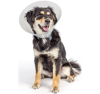 PIVETAL® BAXTER CLEAR ELIZABETHAN COLLARS 12 CM 1/PKG