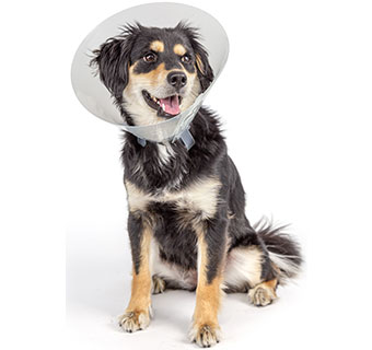 PIVETAL® BAXTER CLEAR ELIZABETHAN COLLARS 15 CM 1/PKG