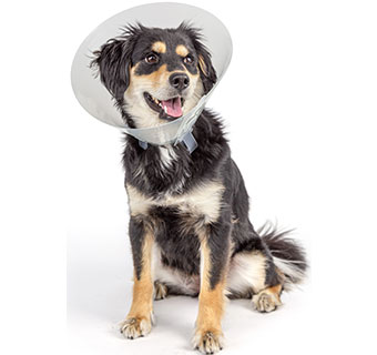 PIVETAL® BAXTER CLEAR ELIZABETHAN COLLARS 20 CM 1/PKG