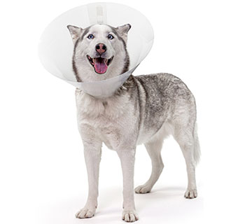 PIVETAL® BAXTER CLEAR ELIZABETHAN COLLARS 25 CM 1/PKG