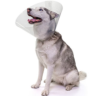 PIVETAL® BAXTER CLEAR ELIZABETHAN COLLARS 30 CM 1/PKG