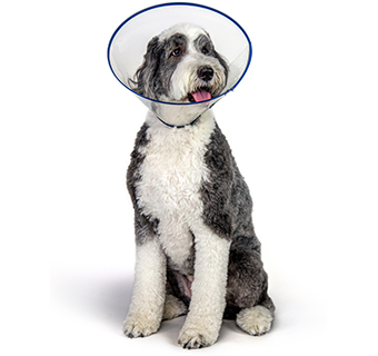 PIVETAL® CLEAR GUARD ELIZABETHAN COLLAR 20 CM 1/PKG