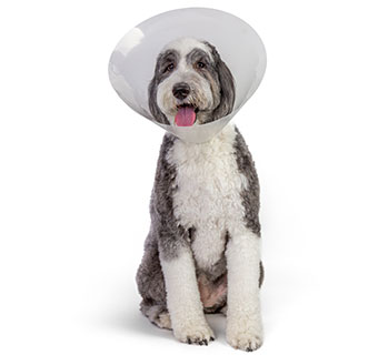 PIVETAL® LOCK RITE ELIZABETHAN COLLAR 7.5 CM 1/PKG