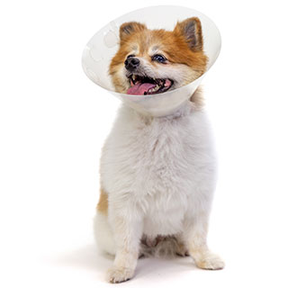 PIVETAL® LOCK RITE ELIZABETHAN COLLAR 12 CM 1/PKG