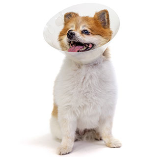 PIVETAL® LOCK RITE ELIZABETHAN COLLAR 15 CM 1/PKG