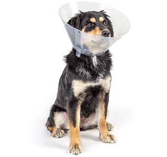 PIVETAL® LOCK RITE ELIZABETHAN COLLAR 20 CM 1/PKG