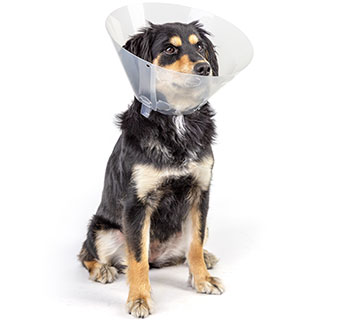 PIVETAL® LOCK RITE ELIZABETHAN COLLAR 25 CM 1/PKG