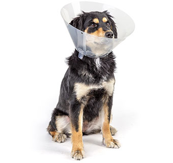 PIVETAL® LOCK RITE ELIZABETHAN COLLAR 30 CM 1/PKG