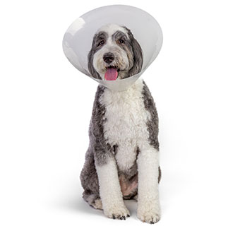 PIVETAL® LOCK RITE ELIZABETHAN COLLAR 40 CM 1/PKG