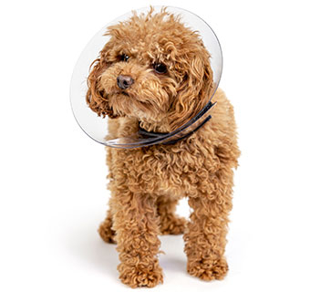 PIVETAL® RITE FIT ELIZABETHAN COLLAR 8 CM 1/PKG