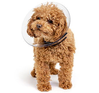 PIVETAL® RITE FIT ELIZABETHAN COLLAR 12 CM 1/PKG