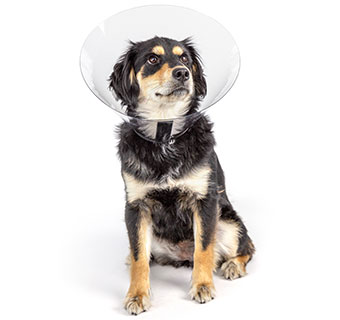 PIVETAL® RITE FIT ELIZABETHAN COLLAR 17 CM 1/PKG