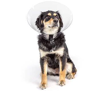 PIVETAL® RITE FIT ELIZABETHAN COLLAR 23 CM 1/PKG