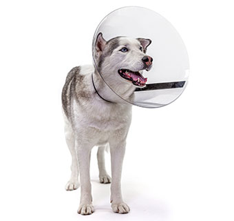 PIVETAL® RITE FIT ELIZABETHAN COLLAR 30 CM 1/PKG