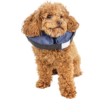 PIVETAL® SNUG FIT INFLATABLE ELIZABETHAN COLLAR SMALL 1/PKG