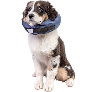 PIVETAL® SNUG FIT INFLATABLE ELIZABETHAN COLLAR MEDIUM 1/PKG