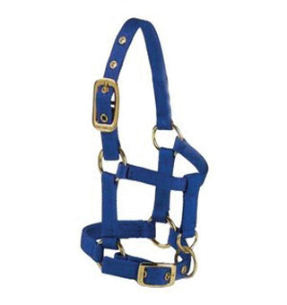 2 AC NYLON MINIATURE HALTER WITH ADJUSTABLE CHIN MED BLUE